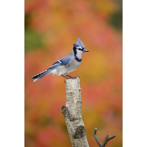 Canada, Quebec Blue jay perched on stump